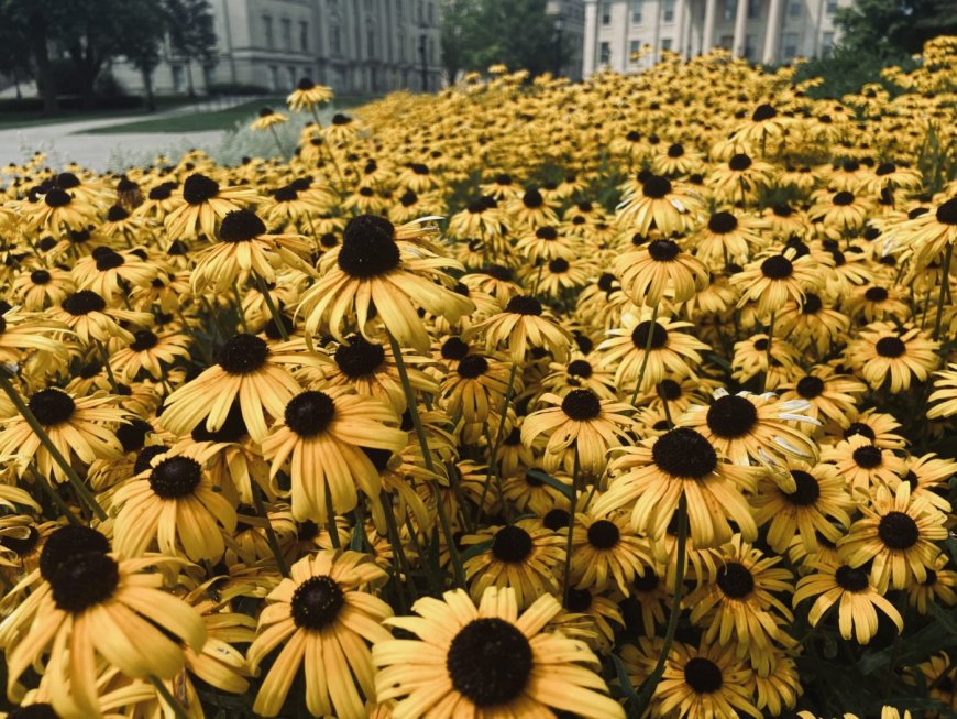 Essex Street