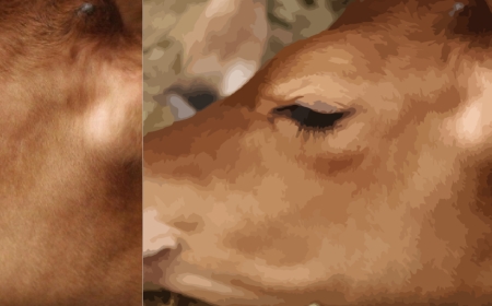 Seven Lean Cows